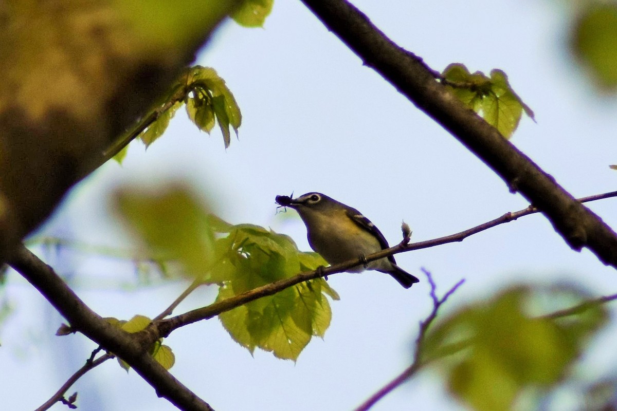 Vireo Solitario - ML158836201