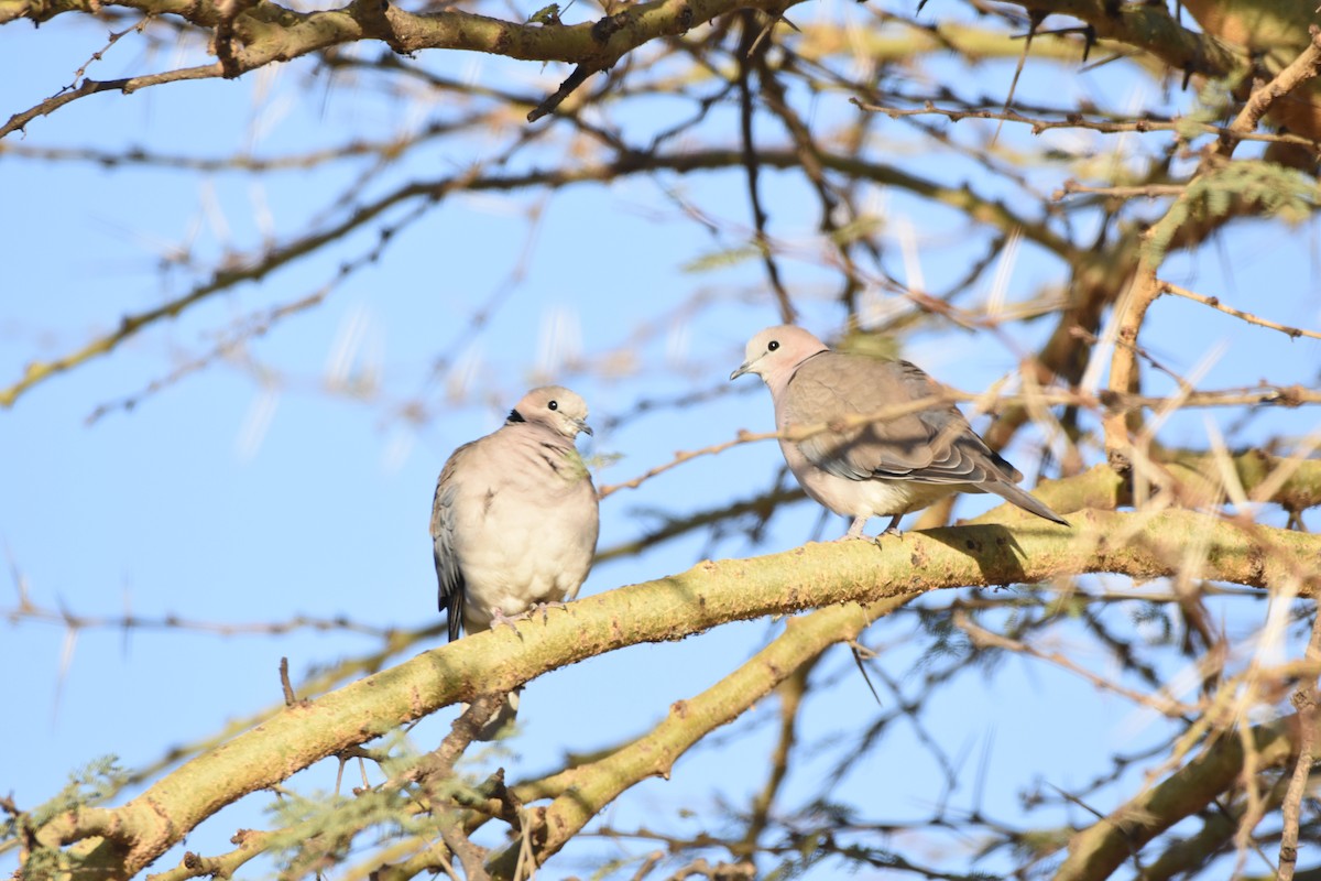 Ring-necked Dove - ML158838091