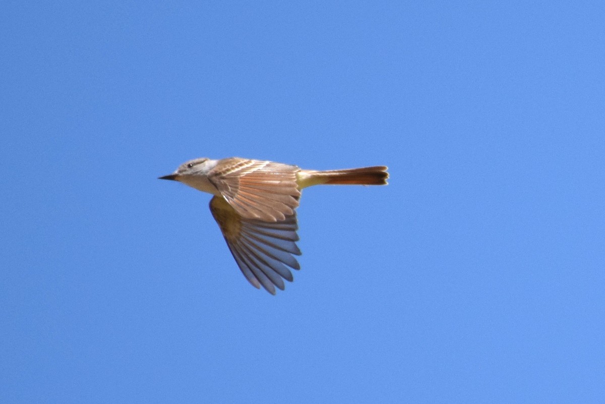 Ash-throated Flycatcher - ML158843321