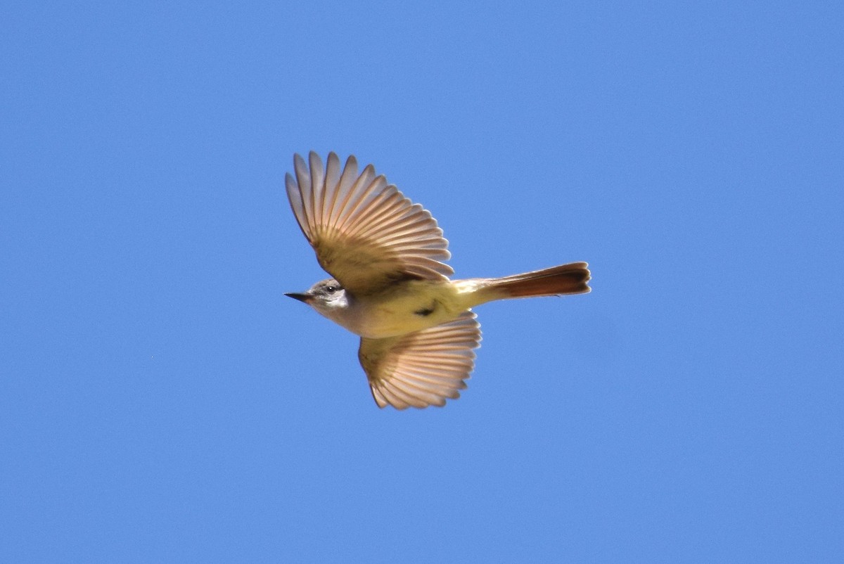 Ash-throated Flycatcher - Naresh Satyan