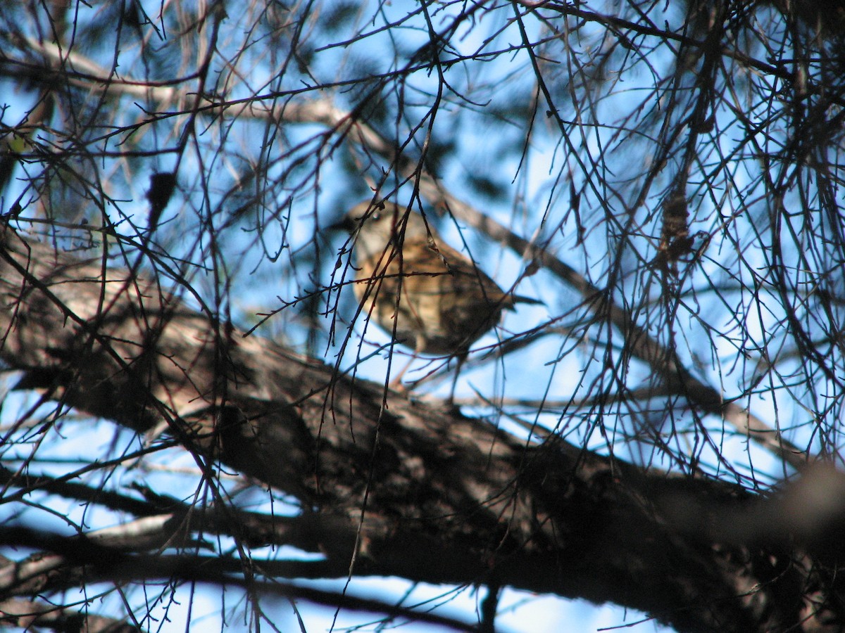 Dunnock - ML158844121