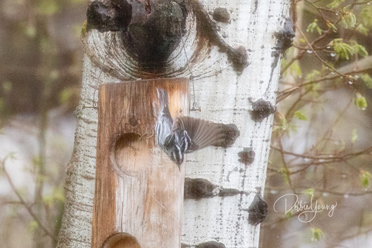Black-and-white Warbler - ML158844191
