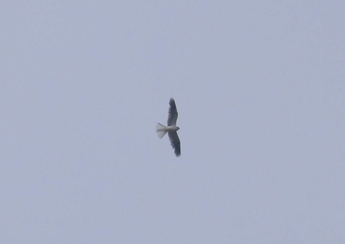 White-tailed Kite - Robert Snowden