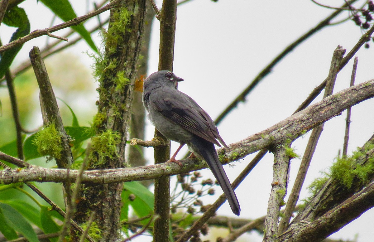 Slate-colored Solitaire - ML158847801