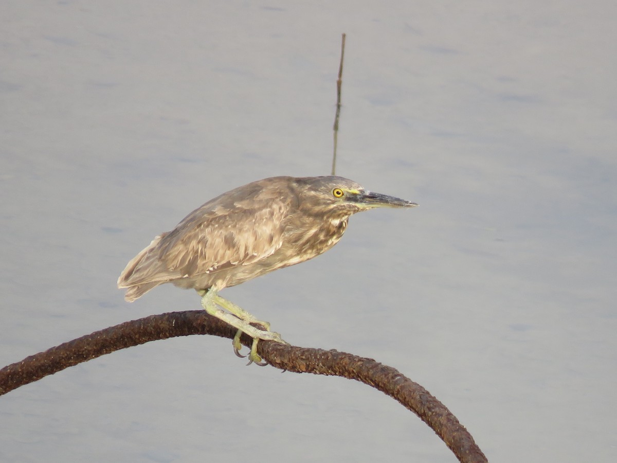 Striated Heron - ML158848261