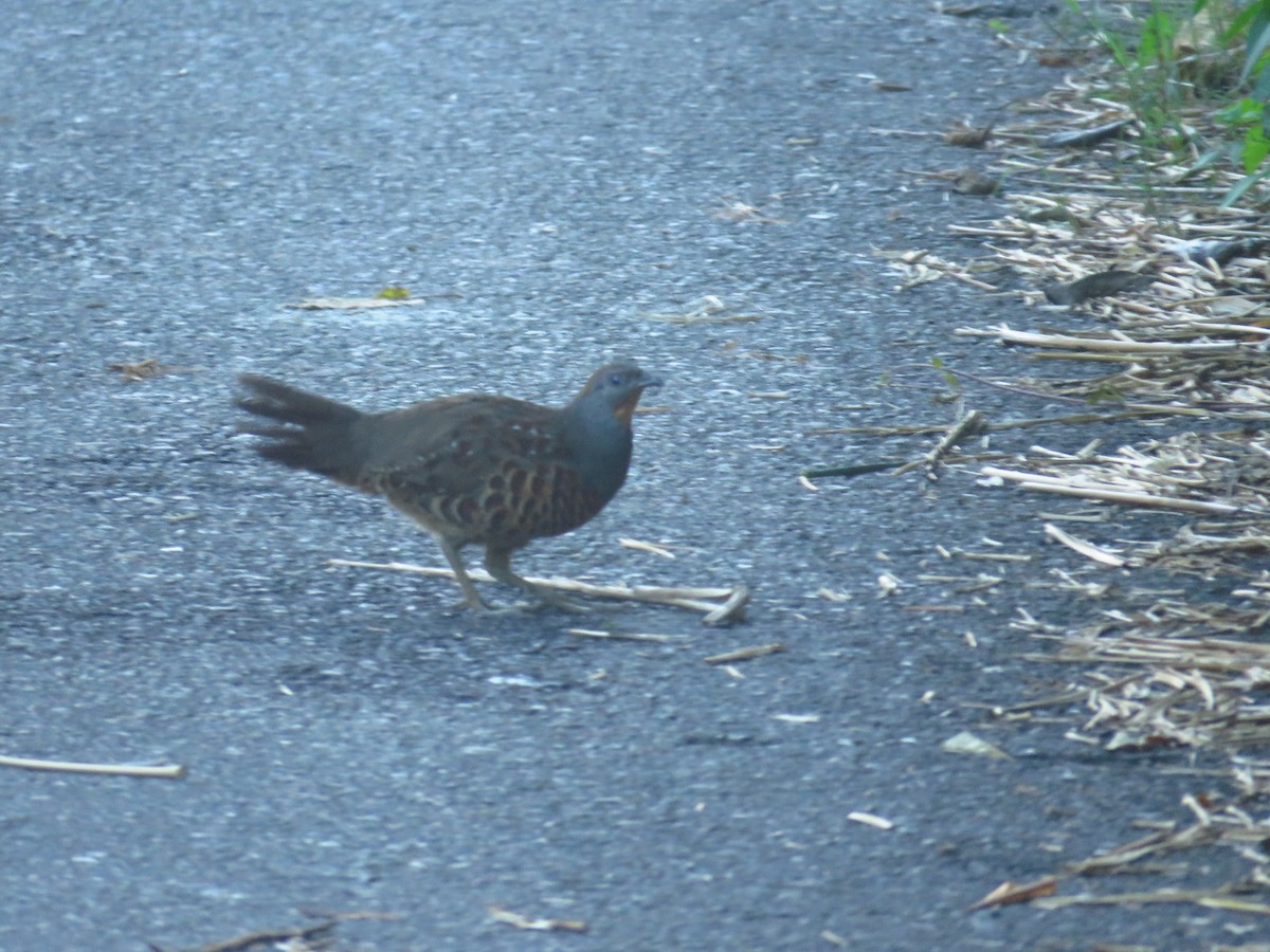 Taiwan Bamboo-Partridge - ML158851321