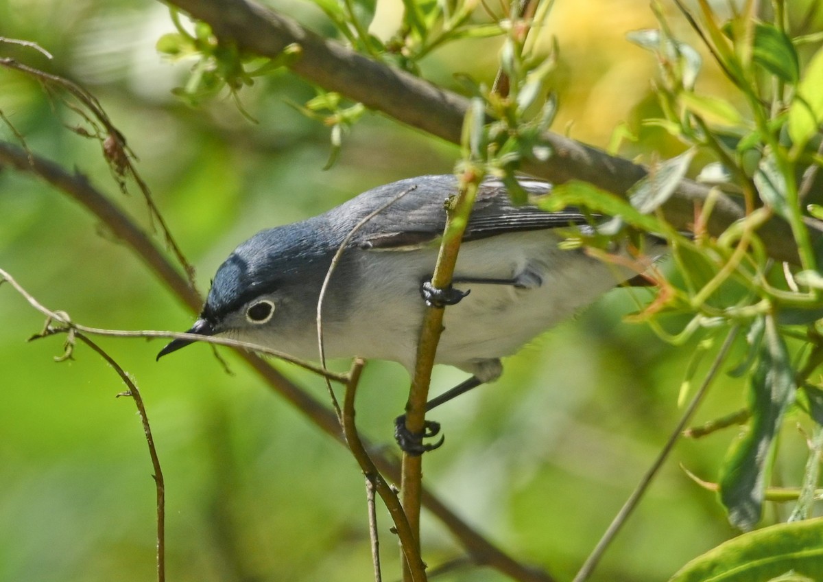 Blue-gray Gnatcatcher - ML158852951