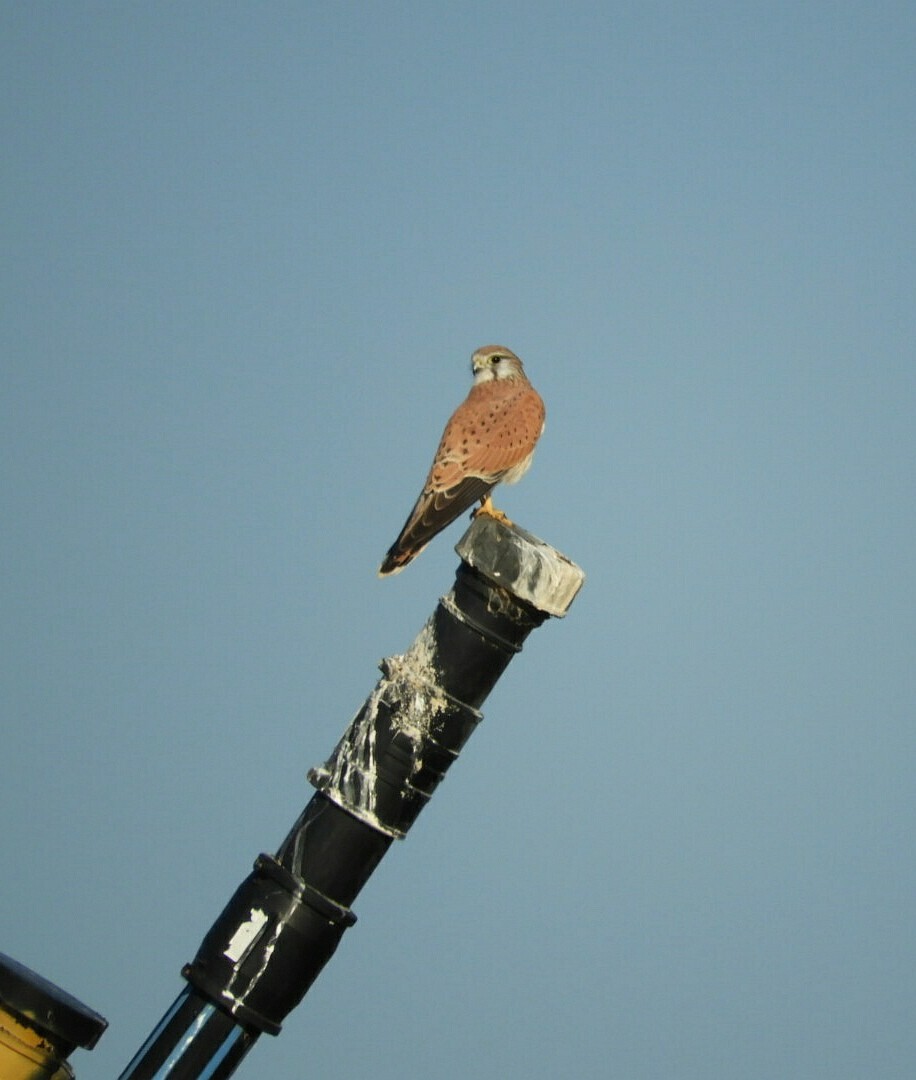 Nankeen Kestrel - David Fleming