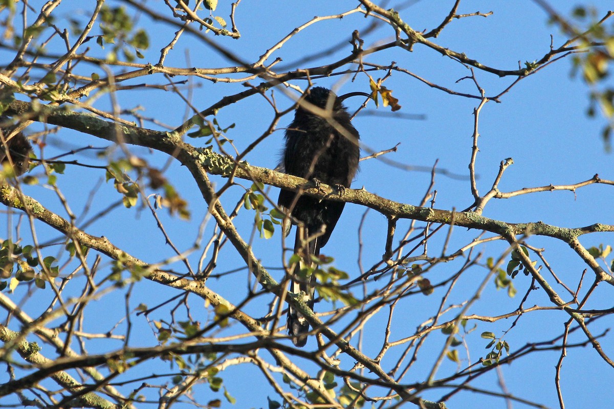 Common Scimitarbill - ML158854561