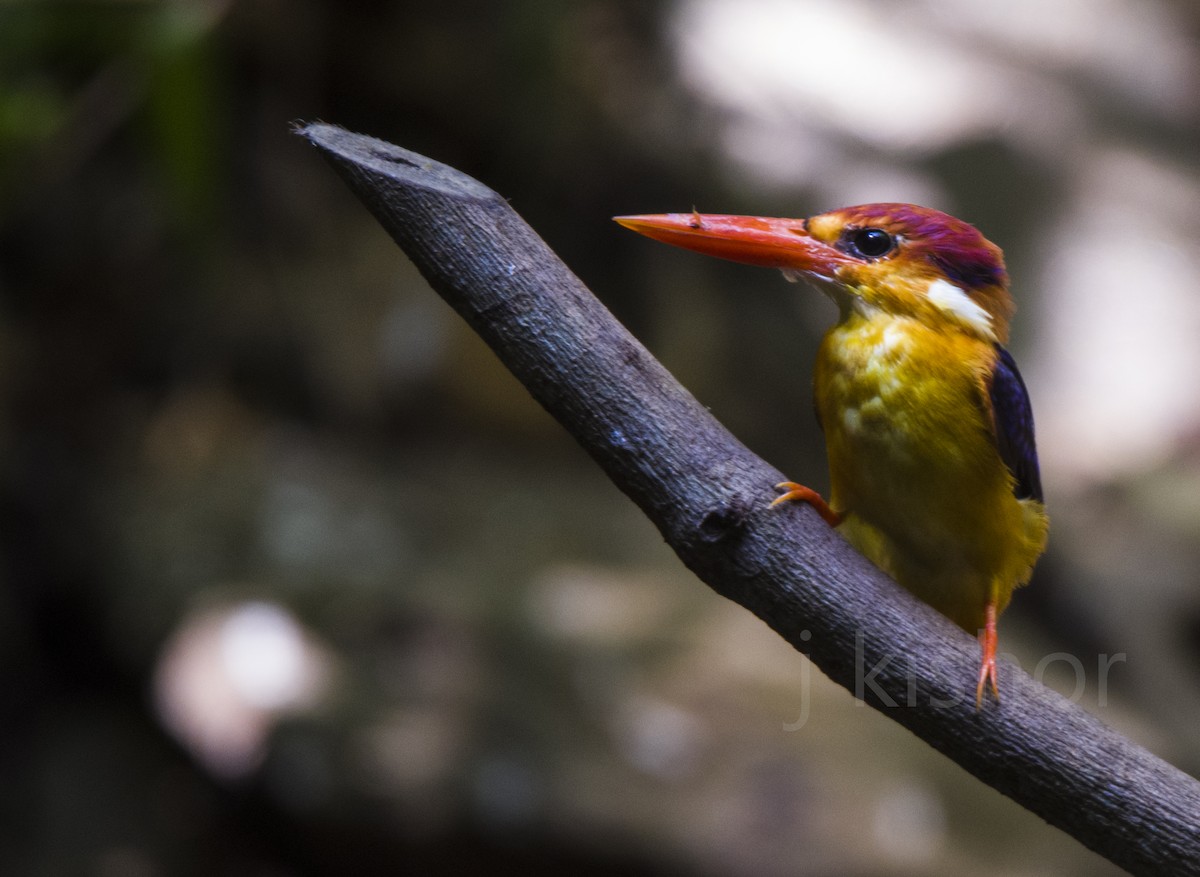 ub. isfugl (Alcedinidae sp.) - ML158854571