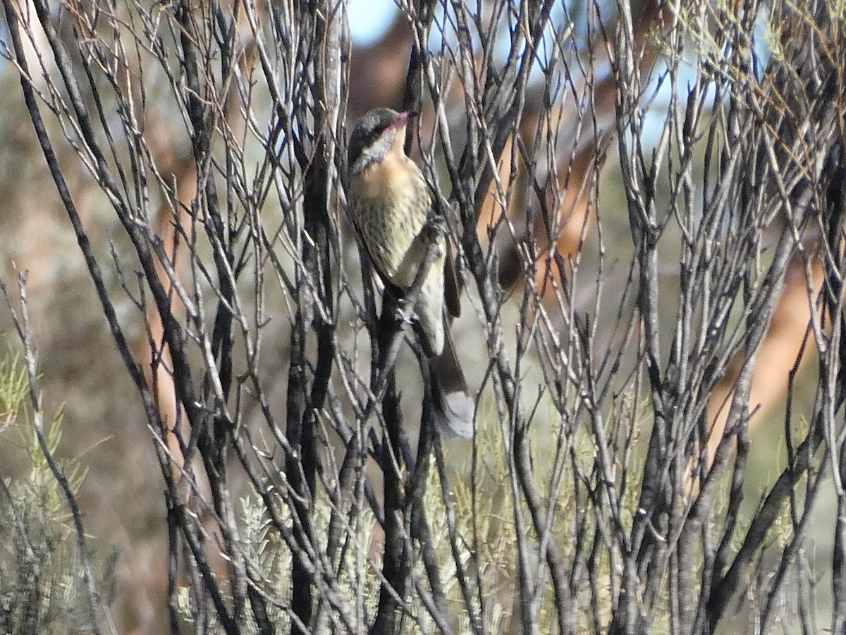 Spiny-cheeked Honeyeater - ML158856631