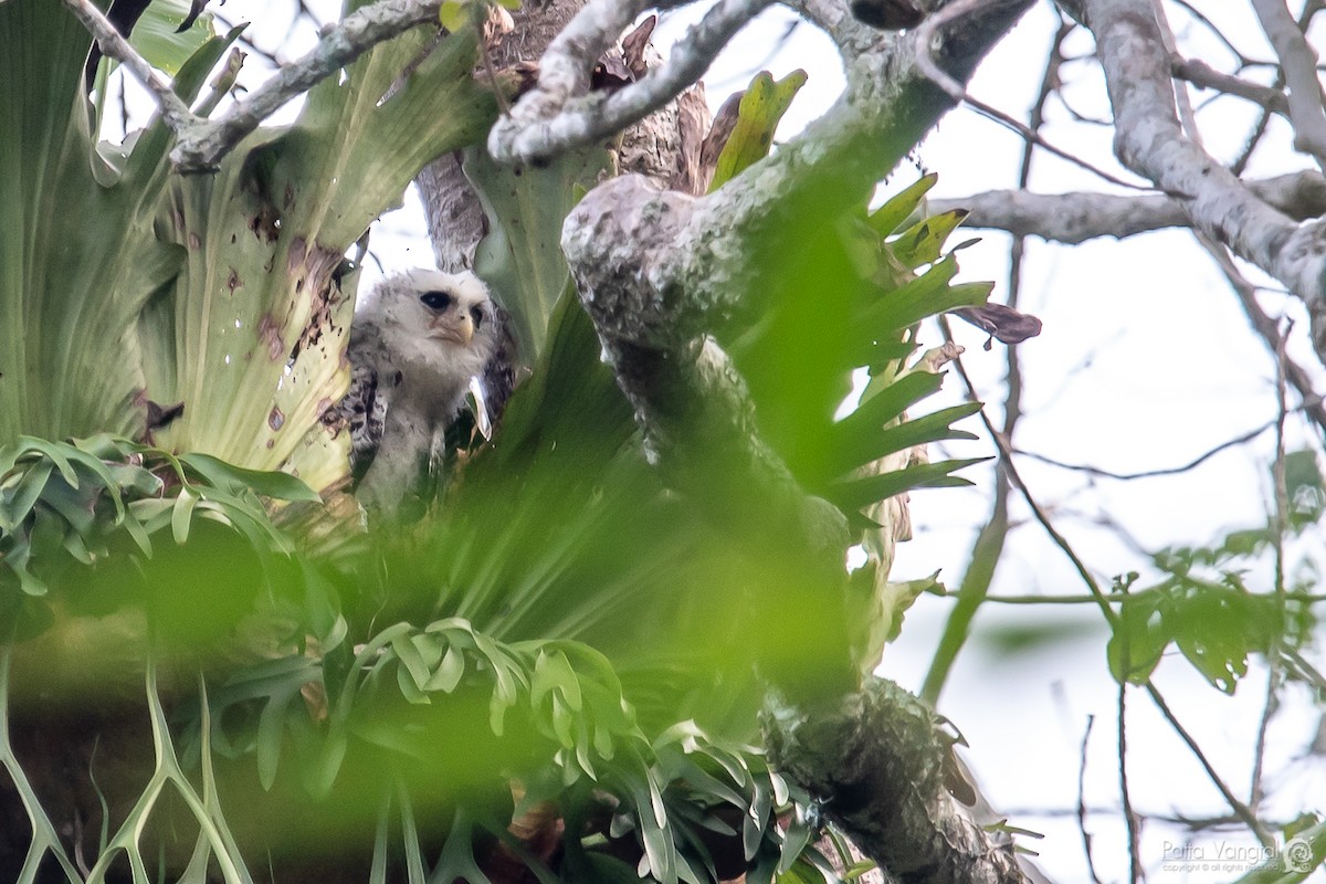 Spot-bellied Eagle-Owl - Pattaraporn Vangtal