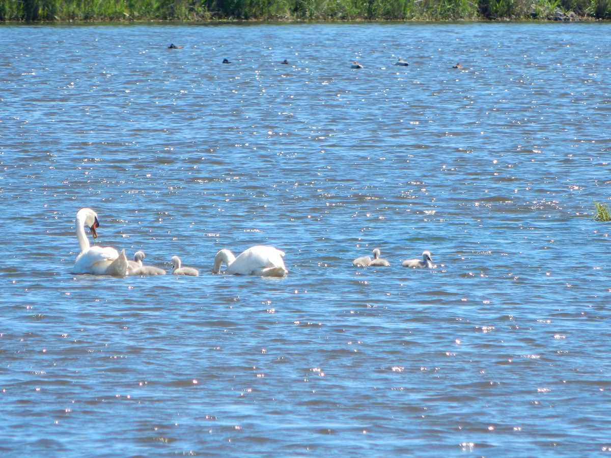 Cygne tuberculé - ML158859601