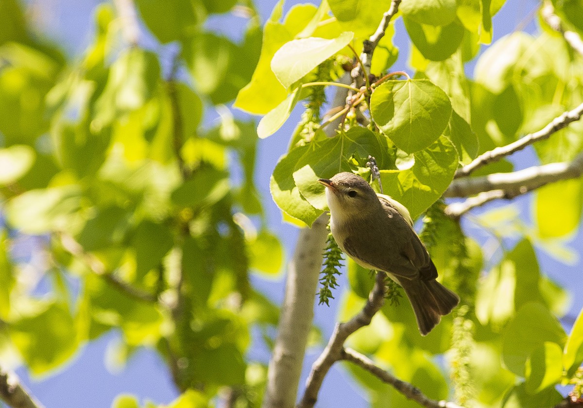 Warbling Vireo - ML158860721