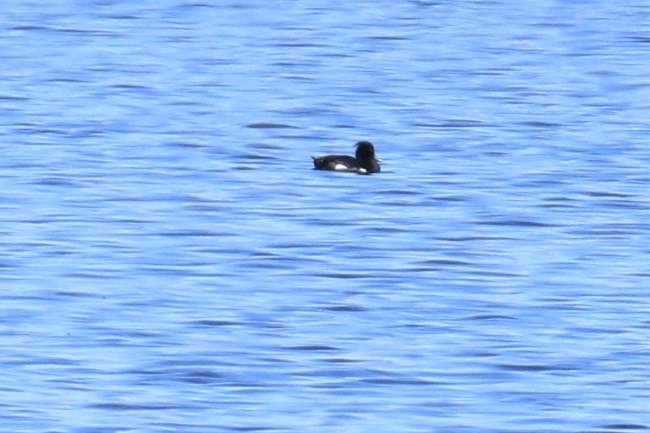 Tufted Duck - ML158861831