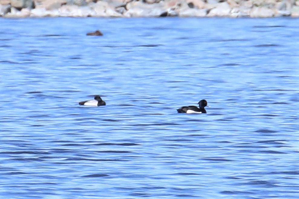 Tufted Duck - ML158861841