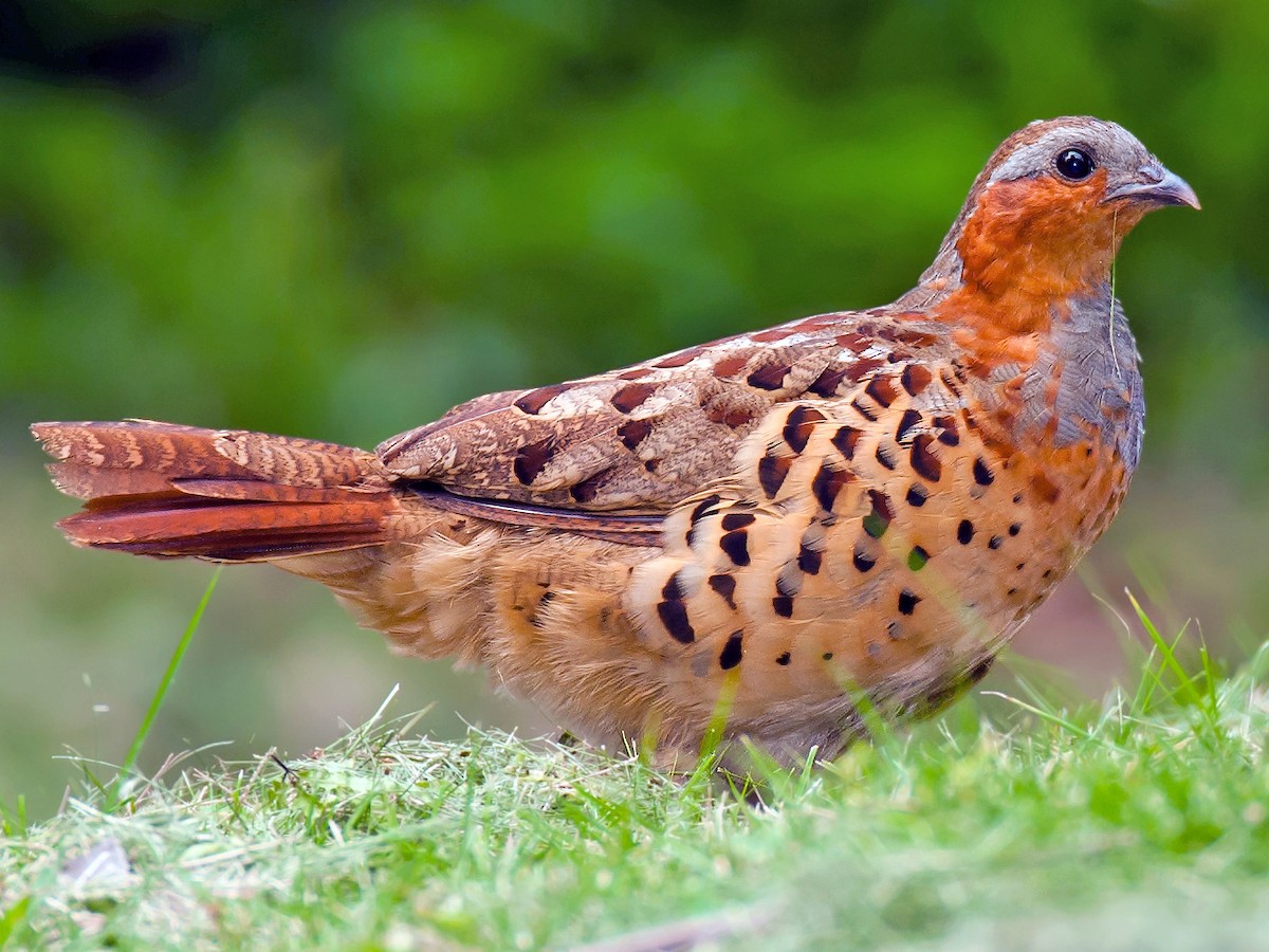 コジュケイ - eBird