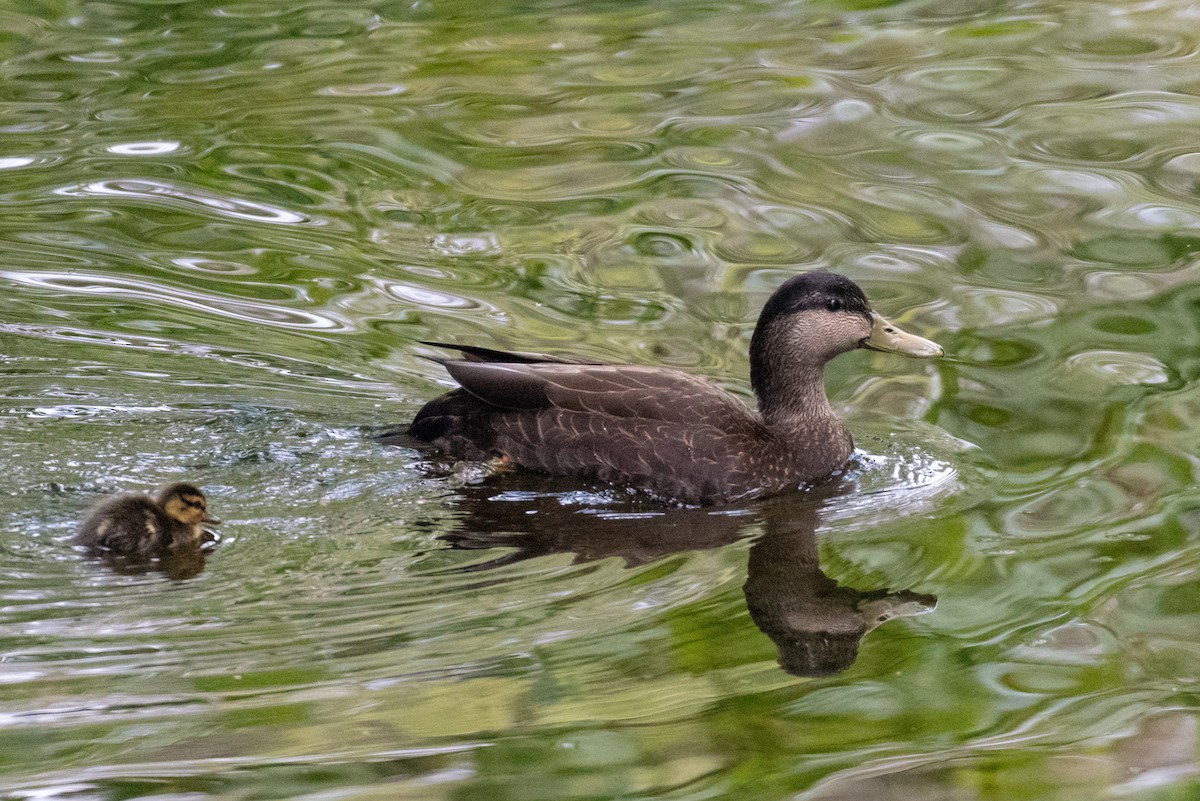 American Black Duck - Raphaël Nussbaumer