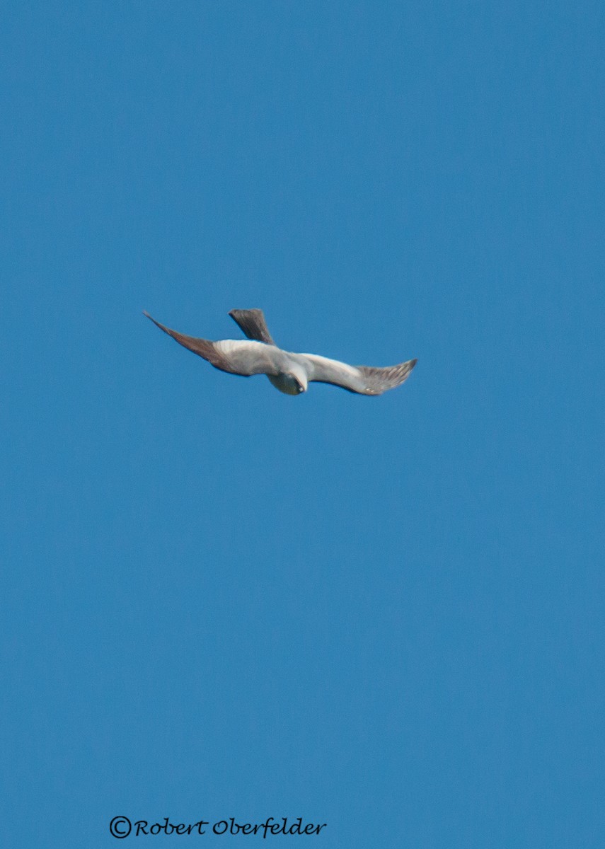 Mississippi Kite - ML158866871