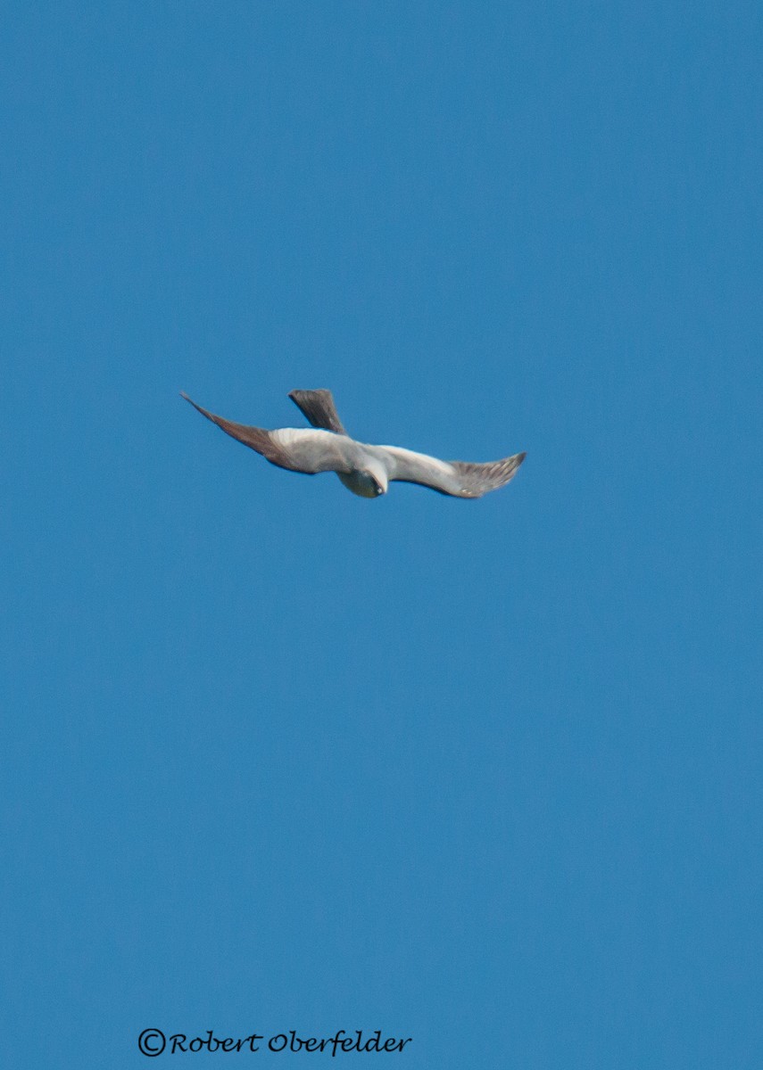 Mississippi Kite - ML158866871