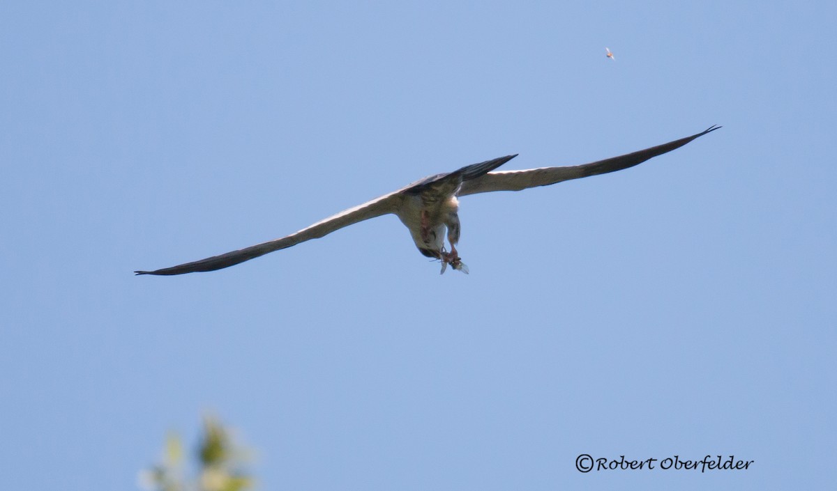 Mississippi Kite - ML158866881