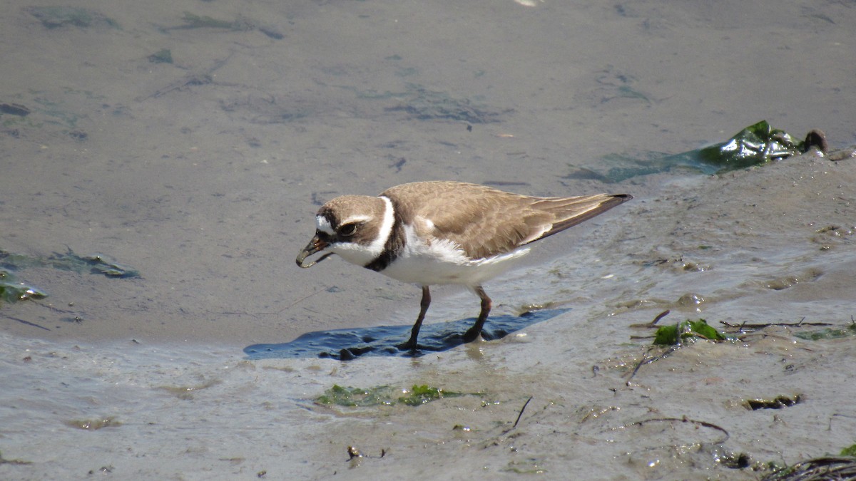Semipalmated Plover - ML158867301