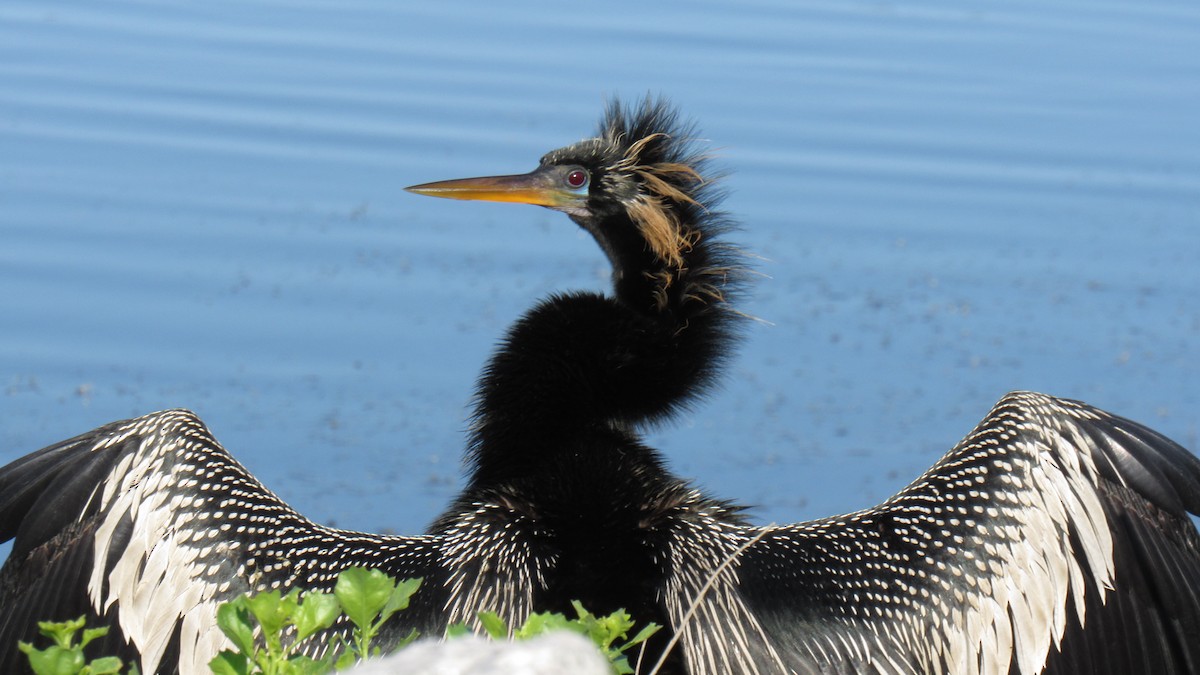 Anhinga - ML158867501