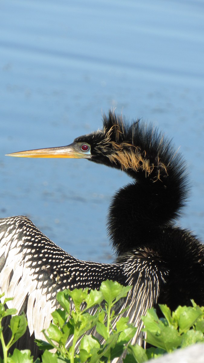 Anhinga - ML158867521