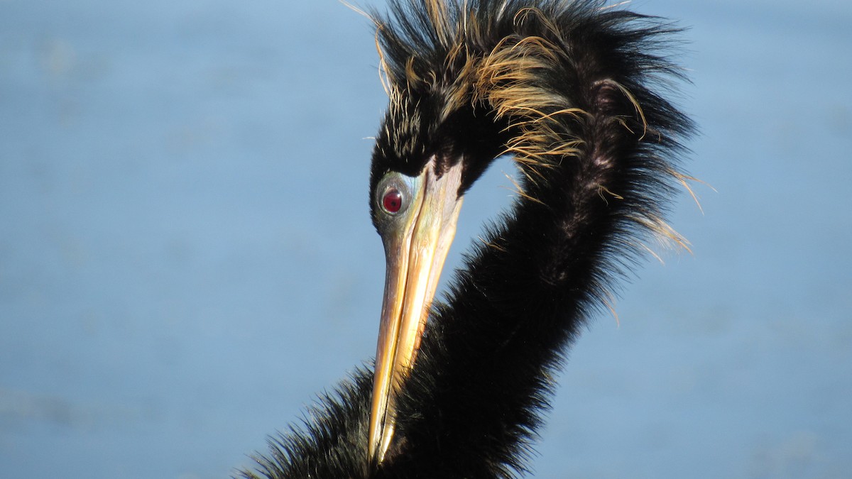 Anhinga - ML158867531