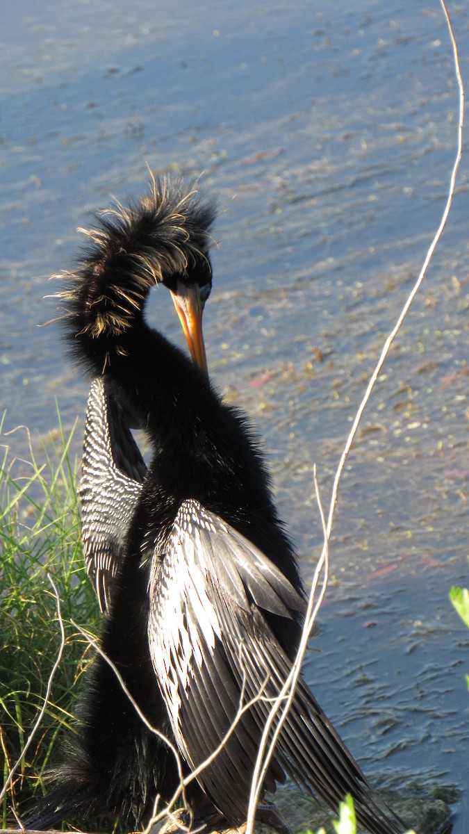 Anhinga - ML158867541