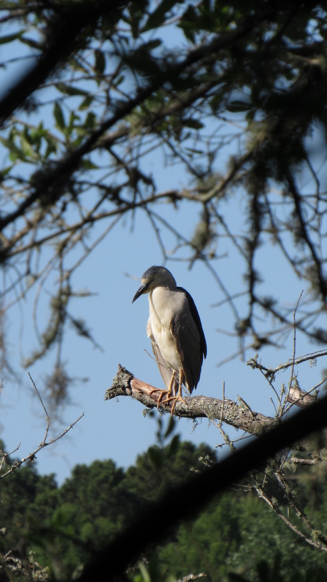 Black-crowned Night Heron - ML158867651