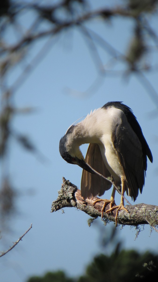 Black-crowned Night Heron - ML158867661