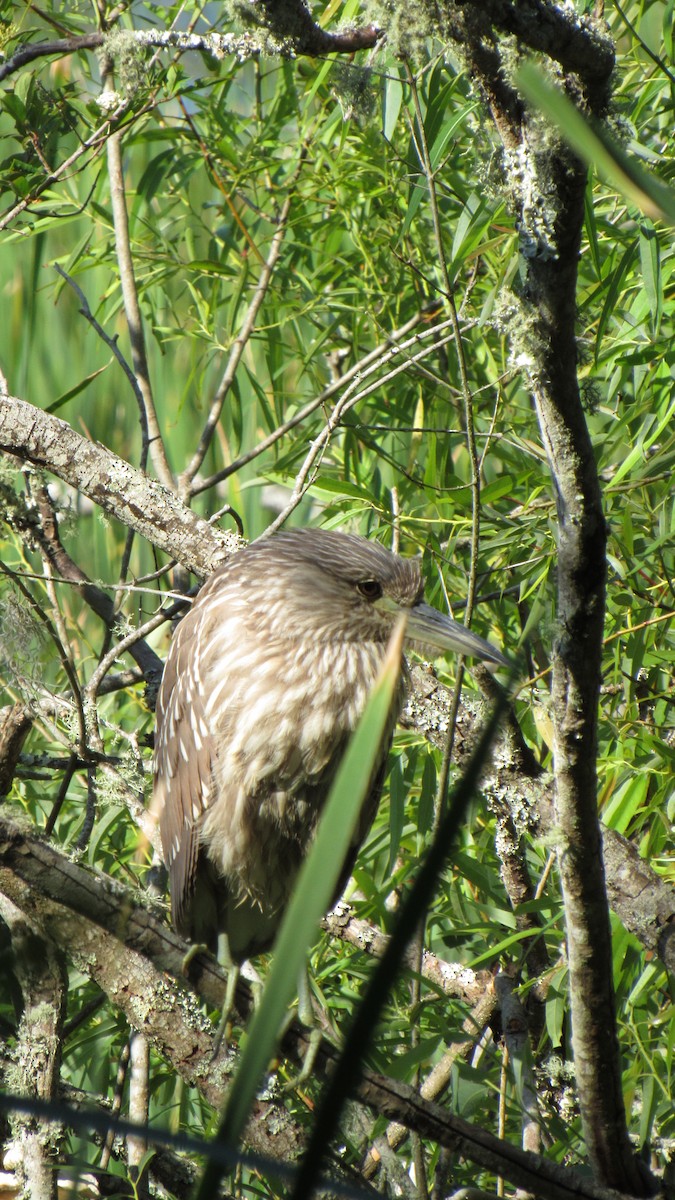 Black-crowned Night Heron - ML158867671