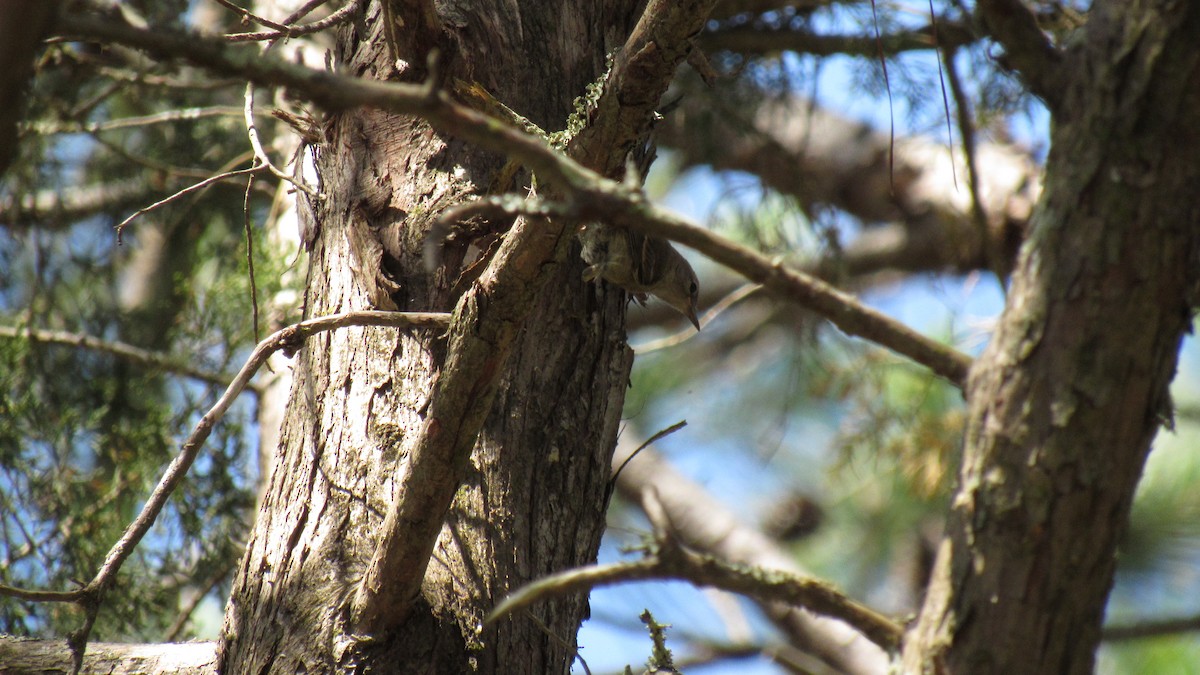 Pine Warbler - ML158867801