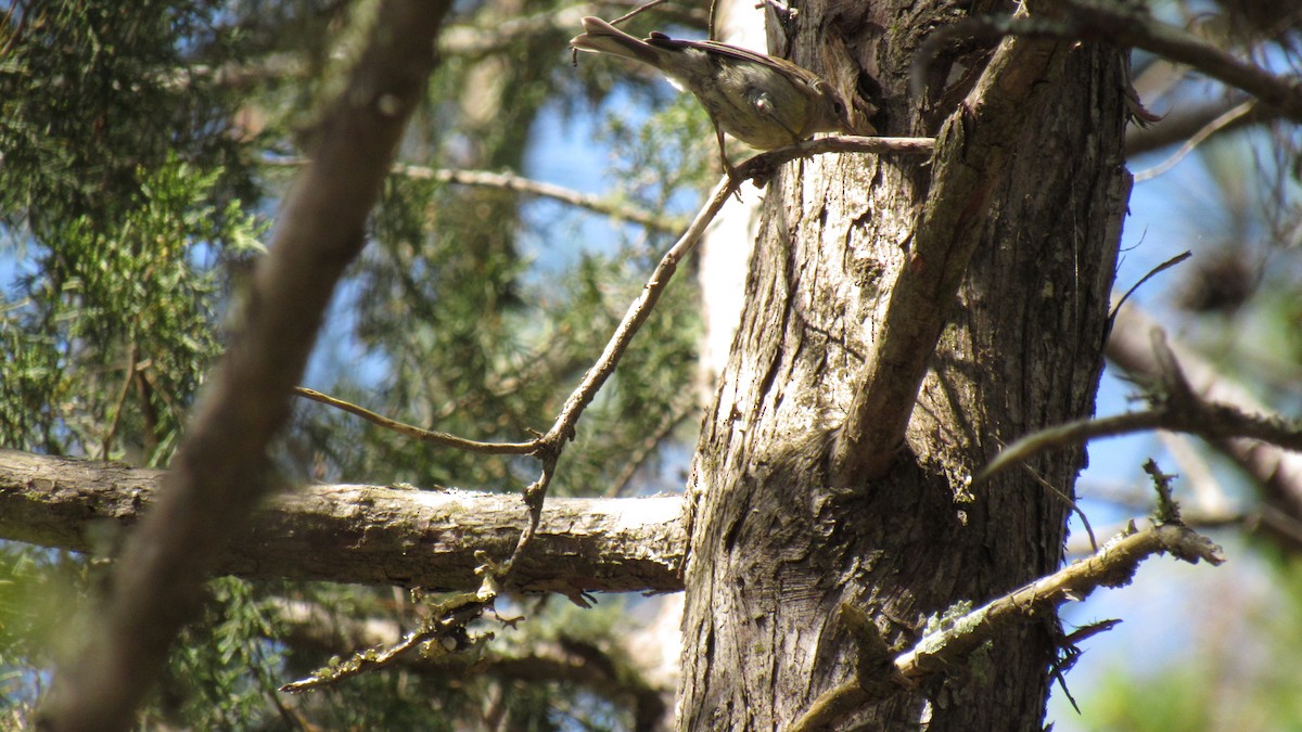 Pine Warbler - ML158867841