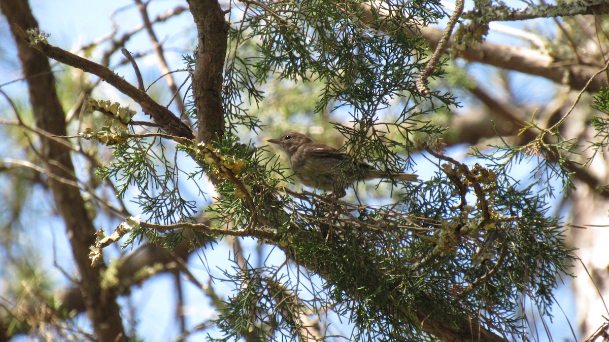 Pine Warbler - ML158867961