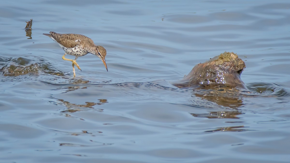 Spotted Sandpiper - ML158868521