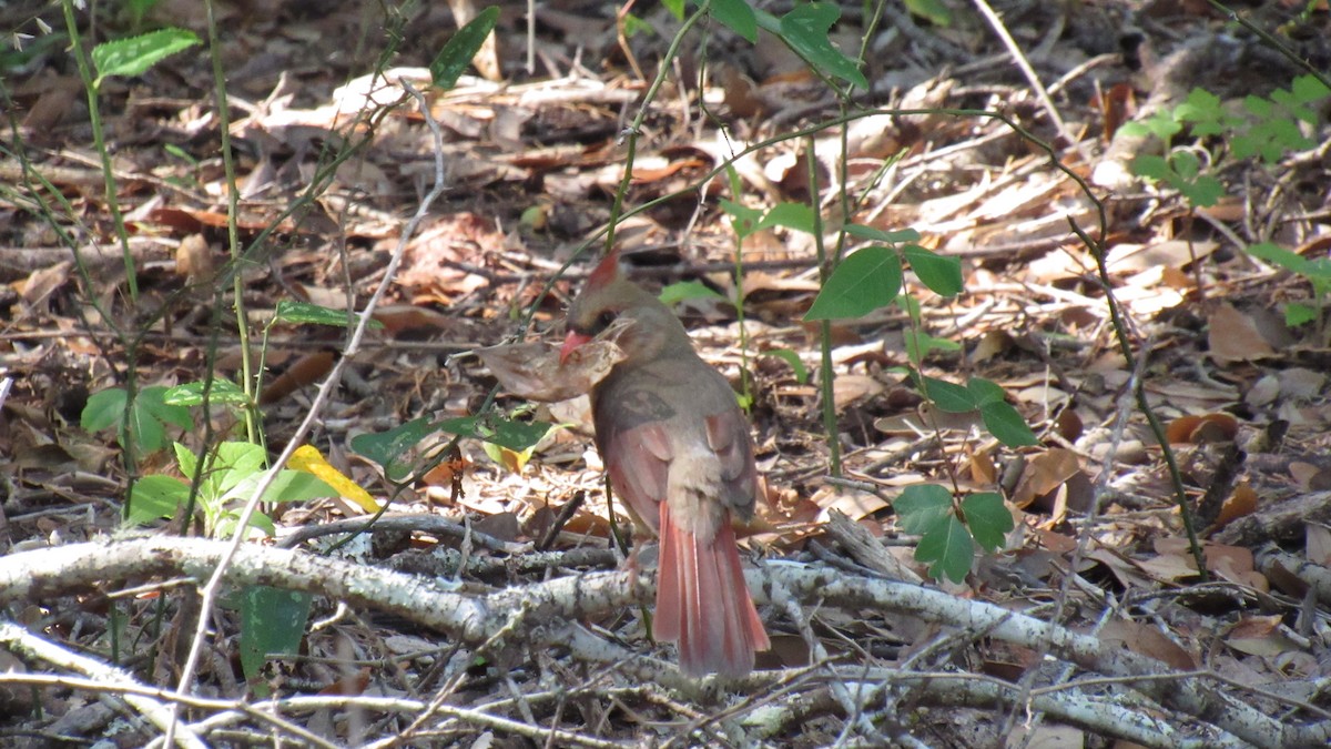 Northern Cardinal - ML158868911