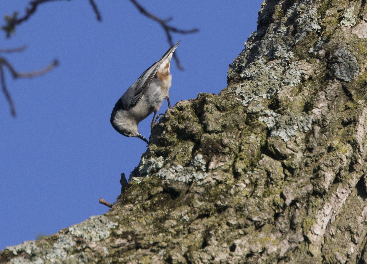 White-breasted Nuthatch - ML158870611