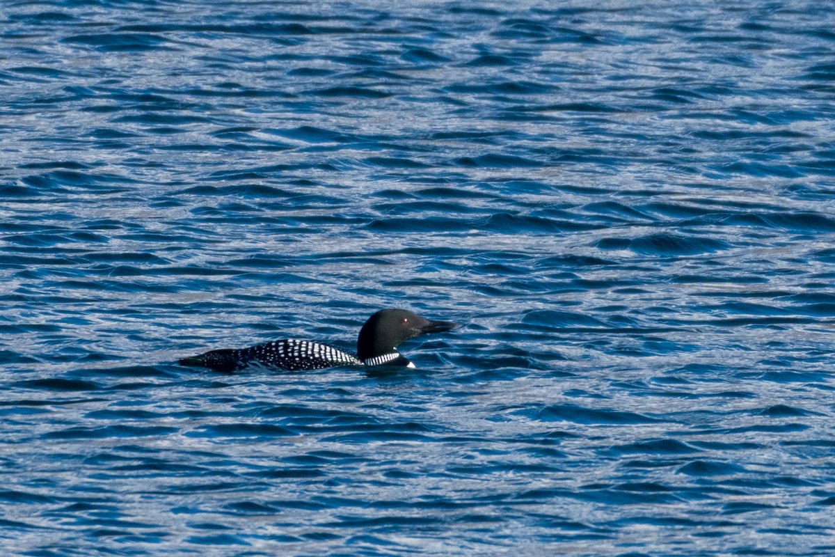 Common Loon - Raphaël Nussbaumer