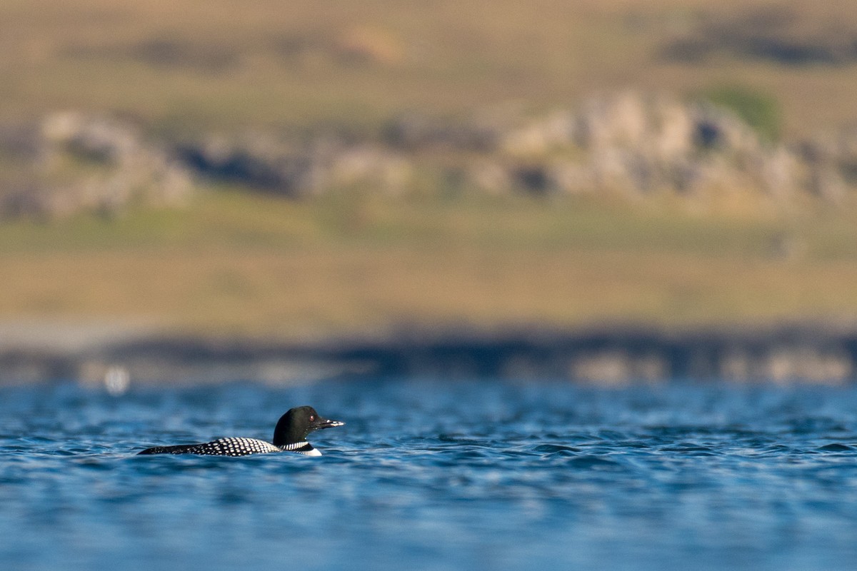 Common Loon - Raphaël Nussbaumer