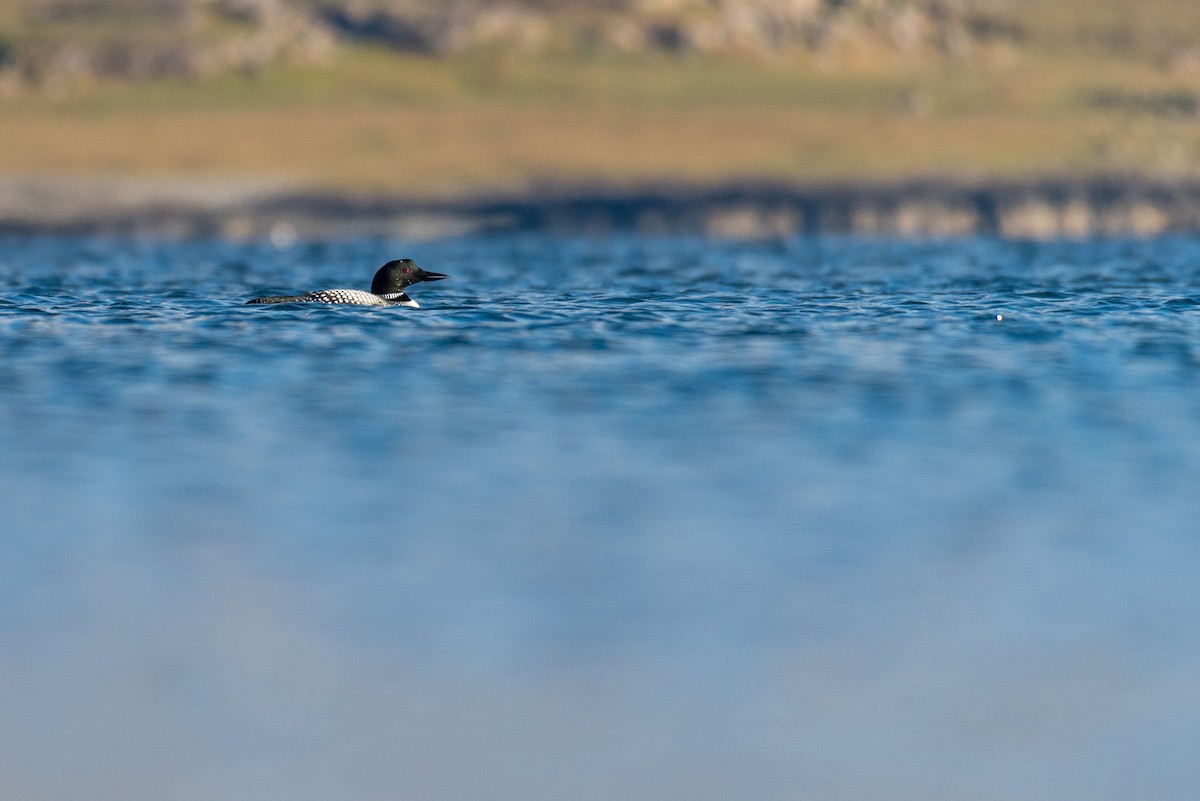 Common Loon - Raphaël Nussbaumer