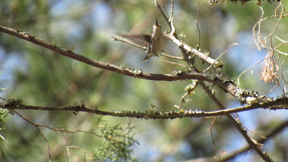 Ruby-throated Hummingbird - ML158871051