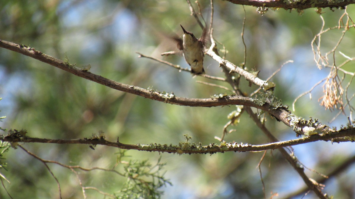Ruby-throated Hummingbird - ML158871061