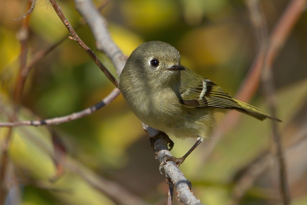 Ruby-crowned Kinglet - ML158873751