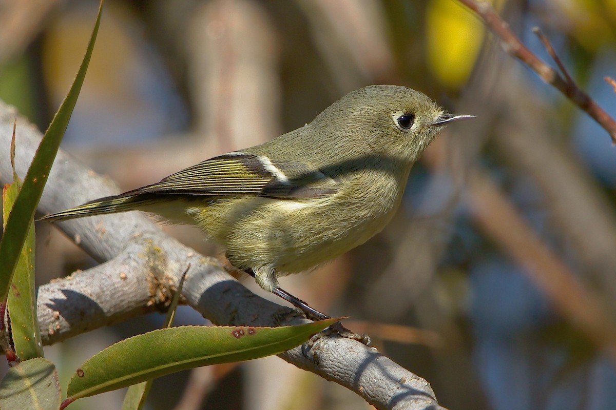 Ruby-crowned Kinglet - ML158873771