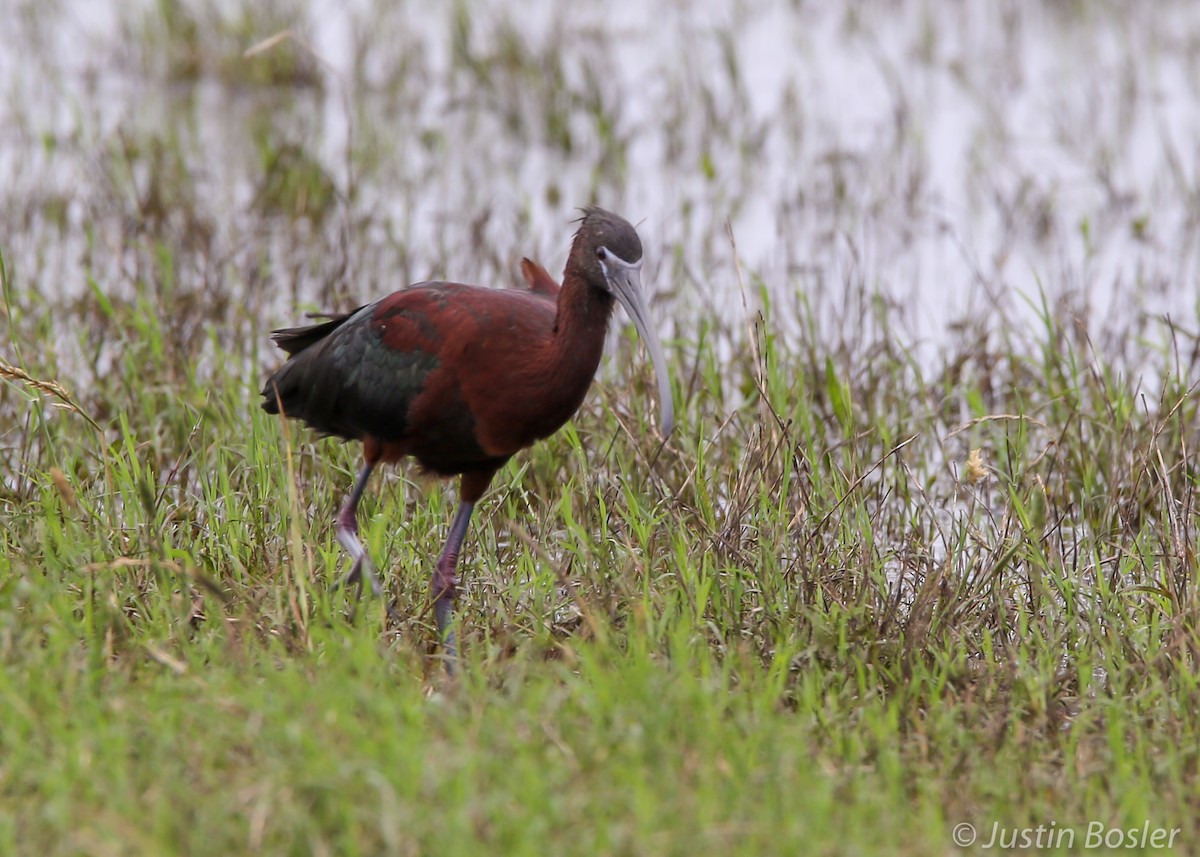 Glossy Ibis - Justin Bosler