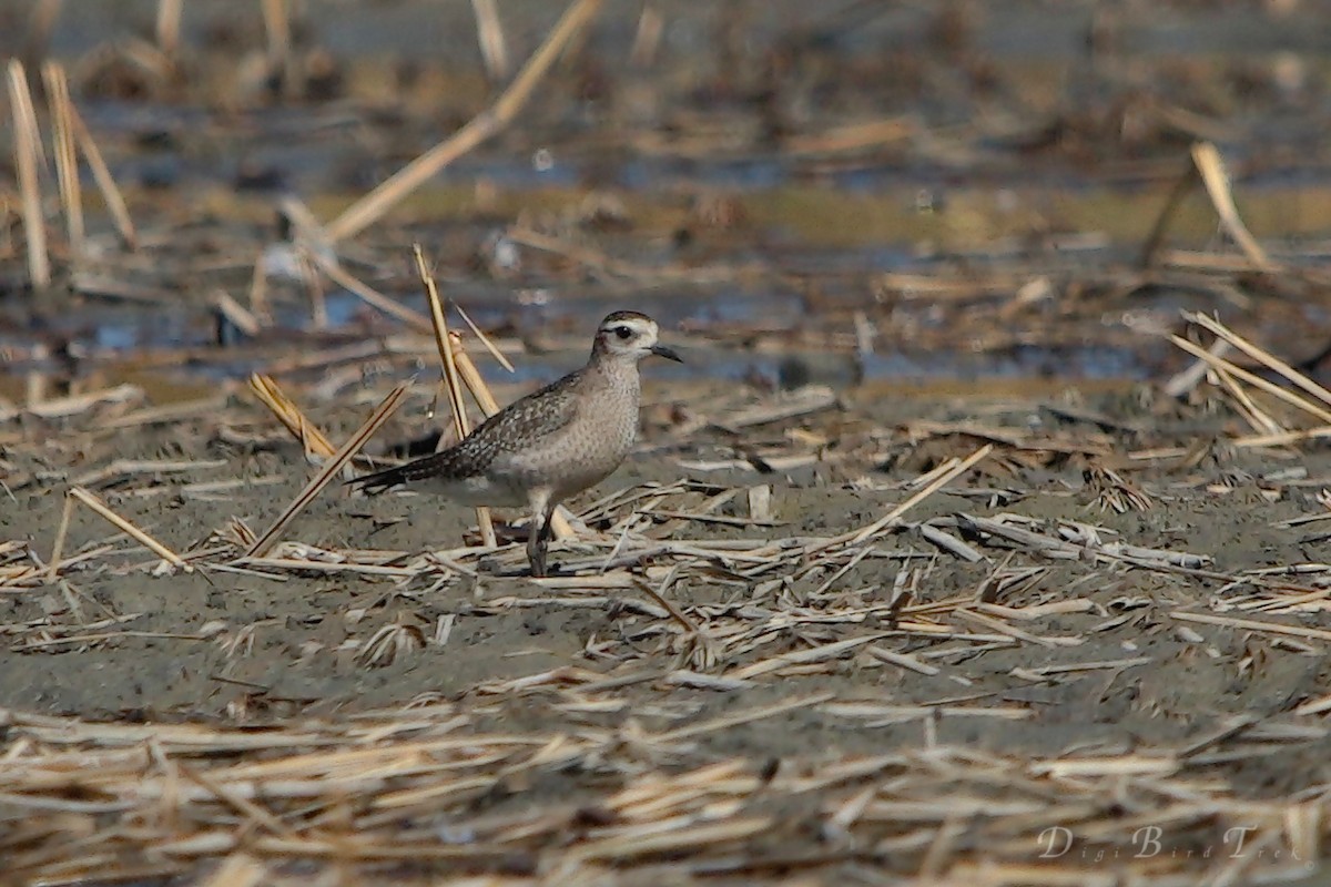 American Golden-Plover - ML158875061