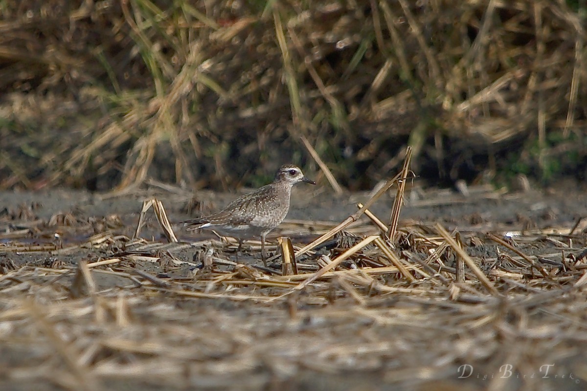 American Golden-Plover - ML158875101