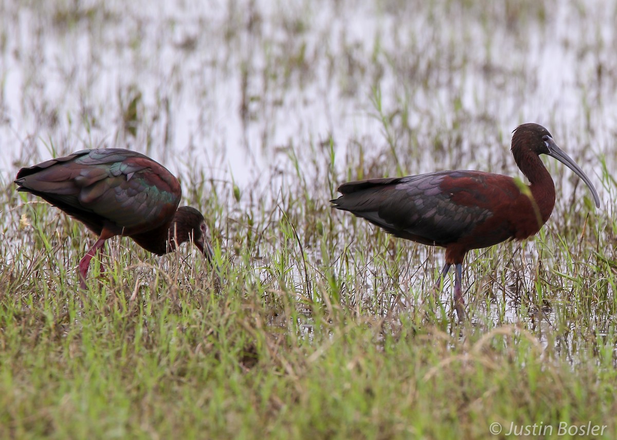 Glossy Ibis - Justin Bosler